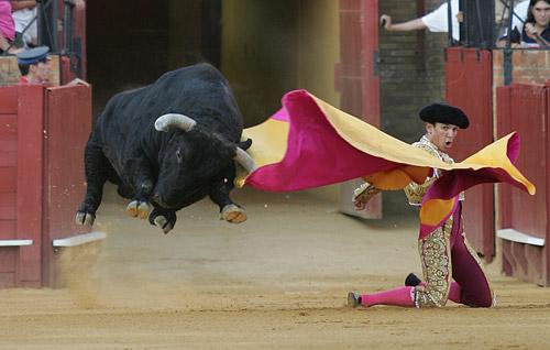 toro volador